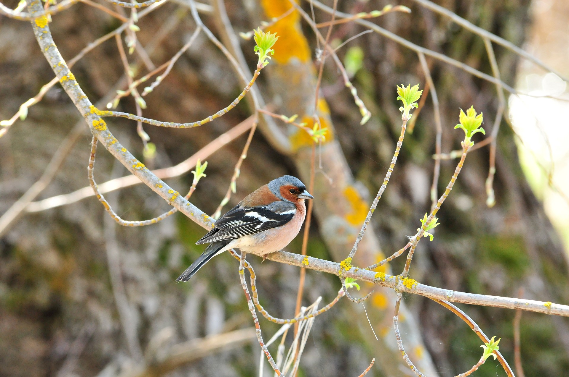 Een vink op een tak. De vink is één van de vogelsoorten die veel in de tuin voorkomt.