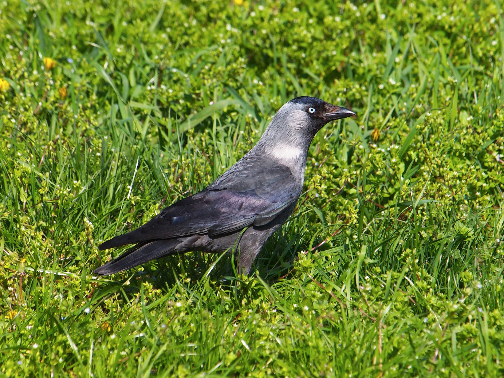 Een kauw op een grasveld. De kauw is een vogel die veel in tuinen wordt gezien.